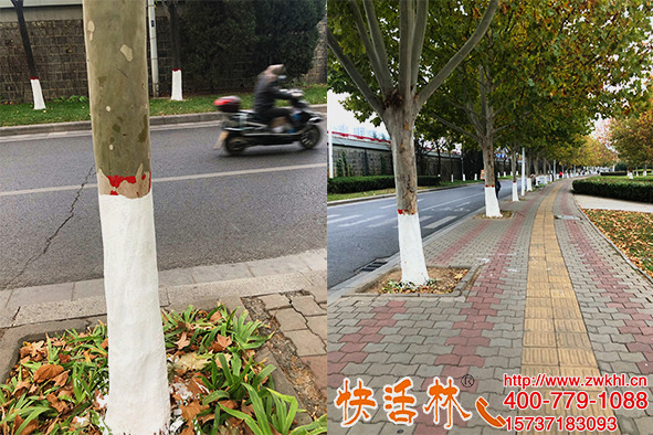 城市树木涂白用快活林涂白剂行道树喷涂使用质量过硬效率更高