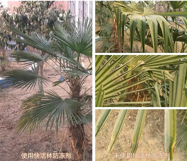 中威快活林植物防冻剂400-779-1088
