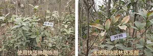 中威快活林植物防冻剂400-779-1088