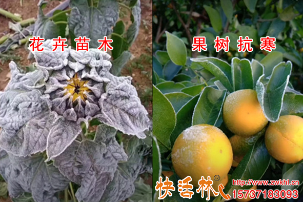 植物防冻剂的主要成分是什么，为什么快活林防冻剂抗冻还能增品质