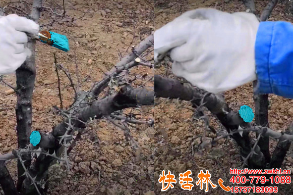 云南丽江王经理上百亩花椒树用快活林树木愈合剂恢复平整
