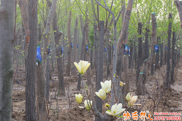 快活林生根粉苗圃使用