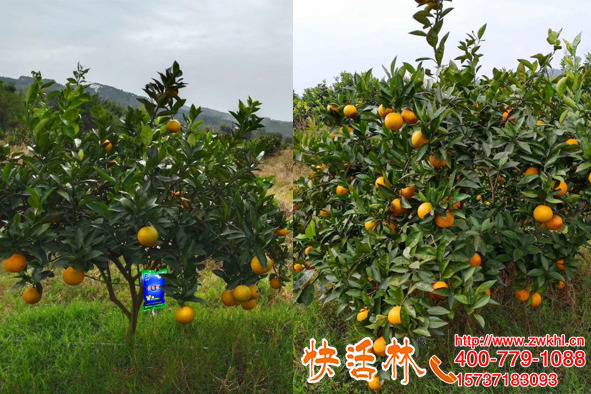 柑橘挂快活林果树营养液补充养分吸收率高膨果着色更安全