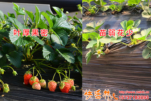 快活林生根粉价格多少，张经理草莓大棚常年浇就比周围产量高