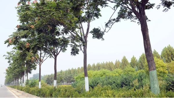 中威快活林果树树干涂白剂400-779-1088
