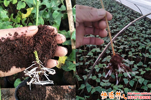 山银花怎么育苗成活率高？山银花扦插育苗组织培育技术哪家强？