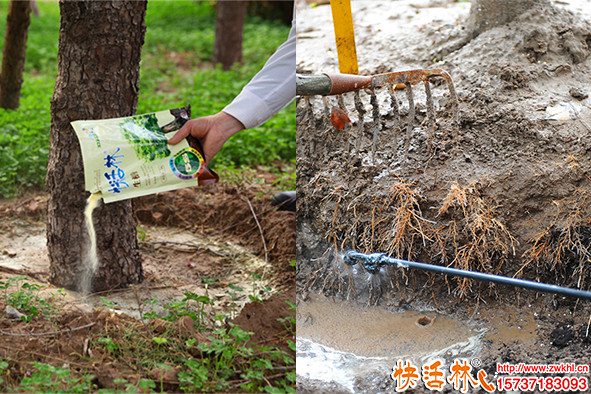 快活林生根粉实验效果